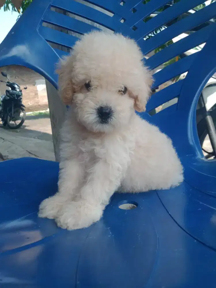 Toy poodle jantan dan betina