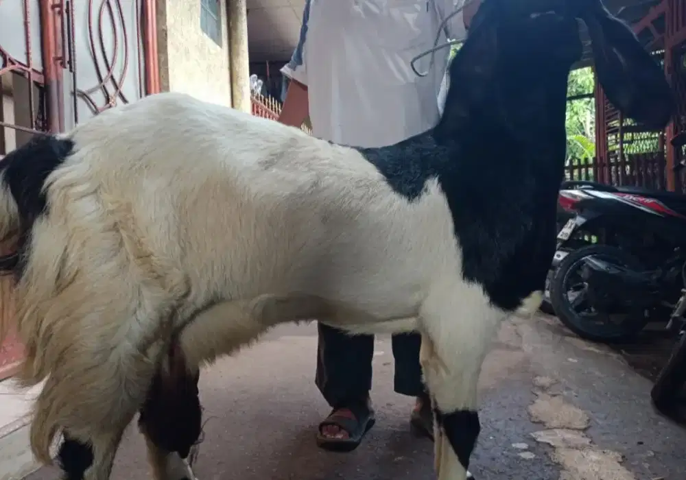 menjual Kambing siap Qurban
