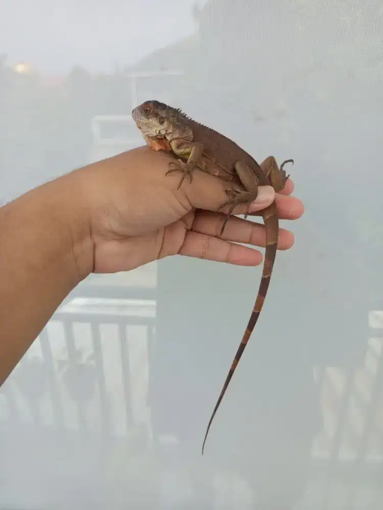 Iguana super red minus
