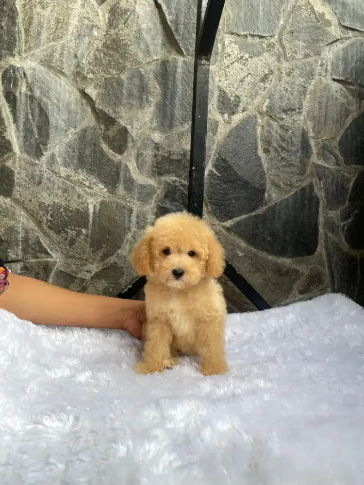 APRICOT TOY POODLE