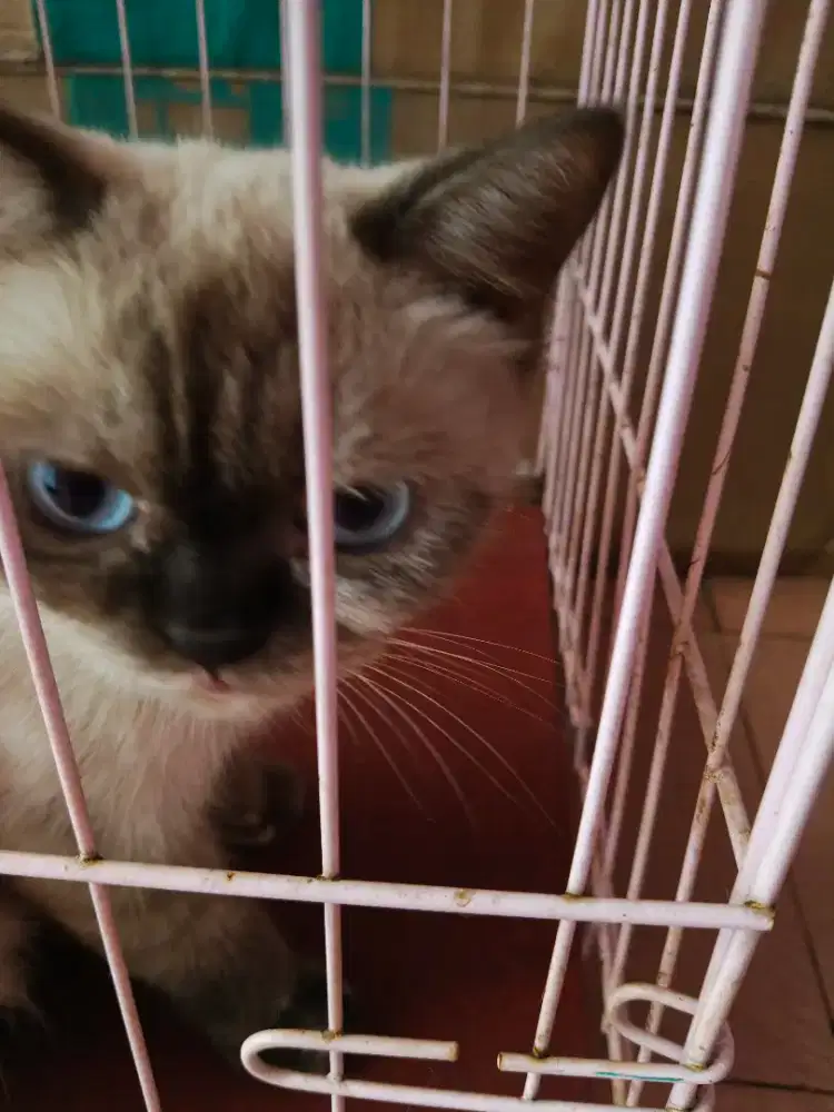 LEPAS ADOPSI PERSIA HIMALAYA BETINA + KANDANG LIPAT OKTAGON