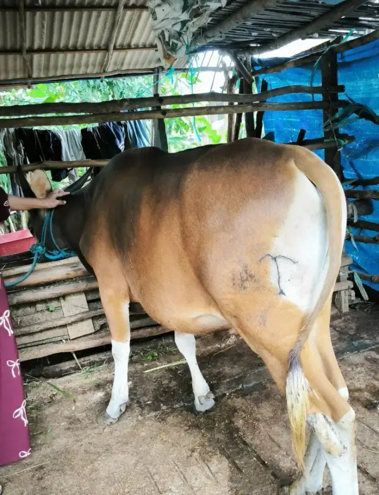 Sapi Bali Siap Qurban