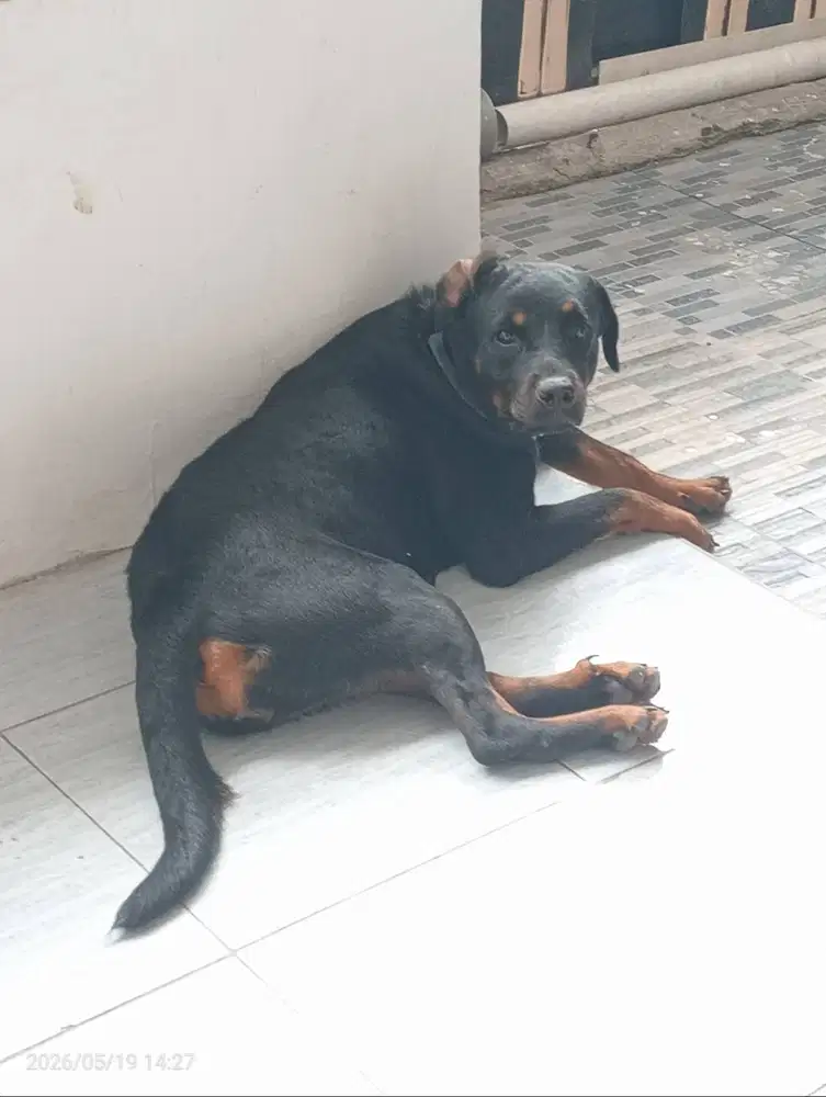 Rotweiler betina