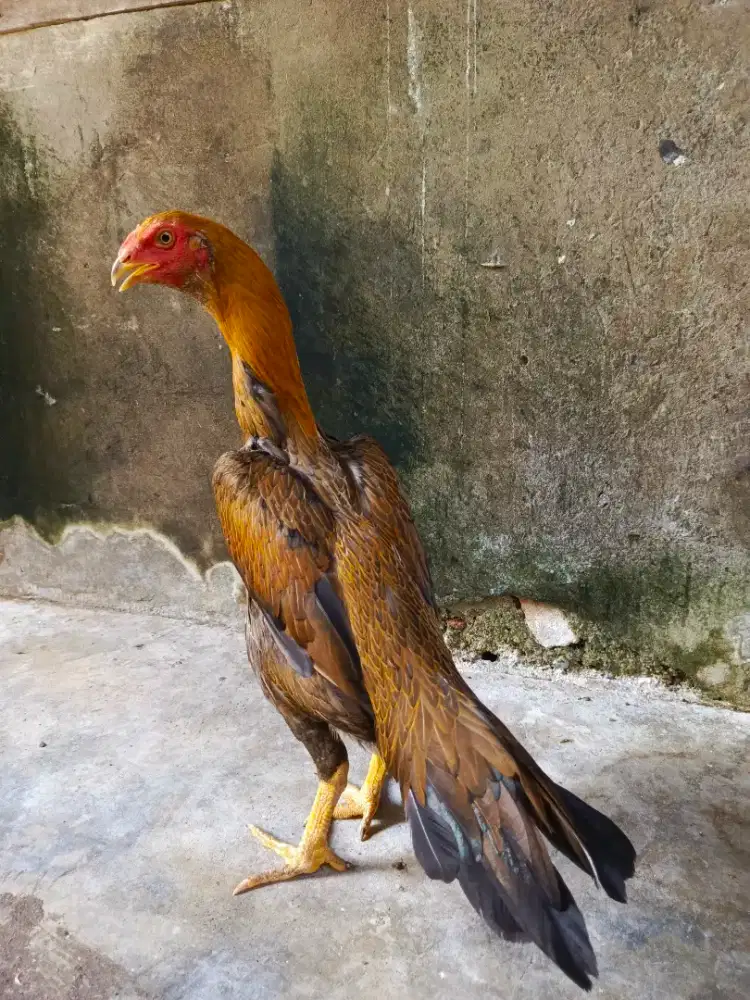 Ayam Ekor Lidi Ori