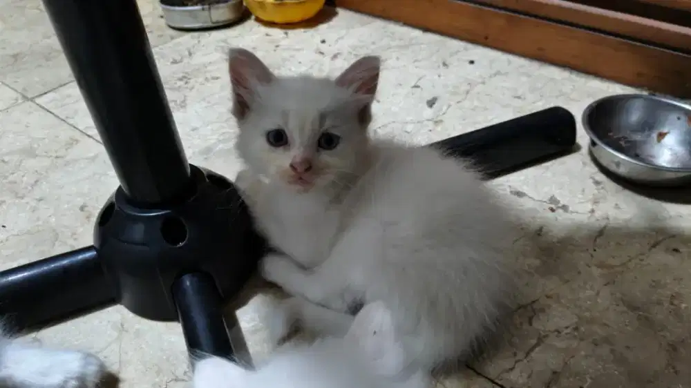 ADOPSI KITTEN KUCING