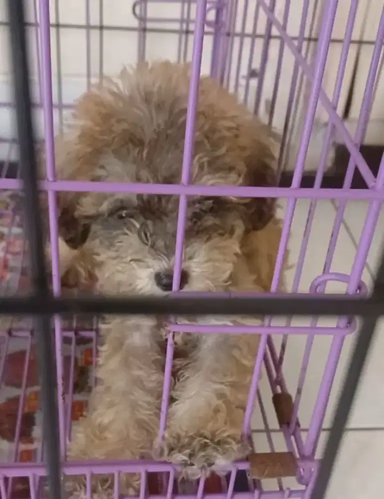 Anak Anjing Poodle