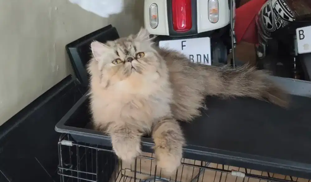 Kucing persia peaknose betina