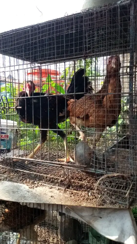 Ayam kampung sehat