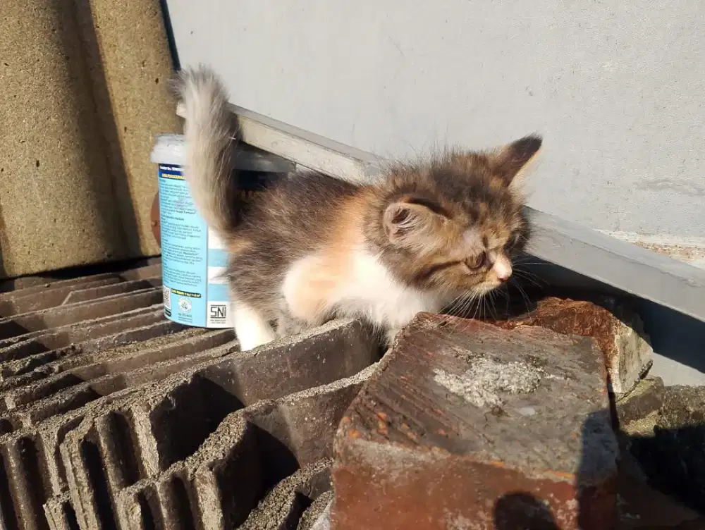 Jual kitten Calico betina persia flatnose bulu kapas
