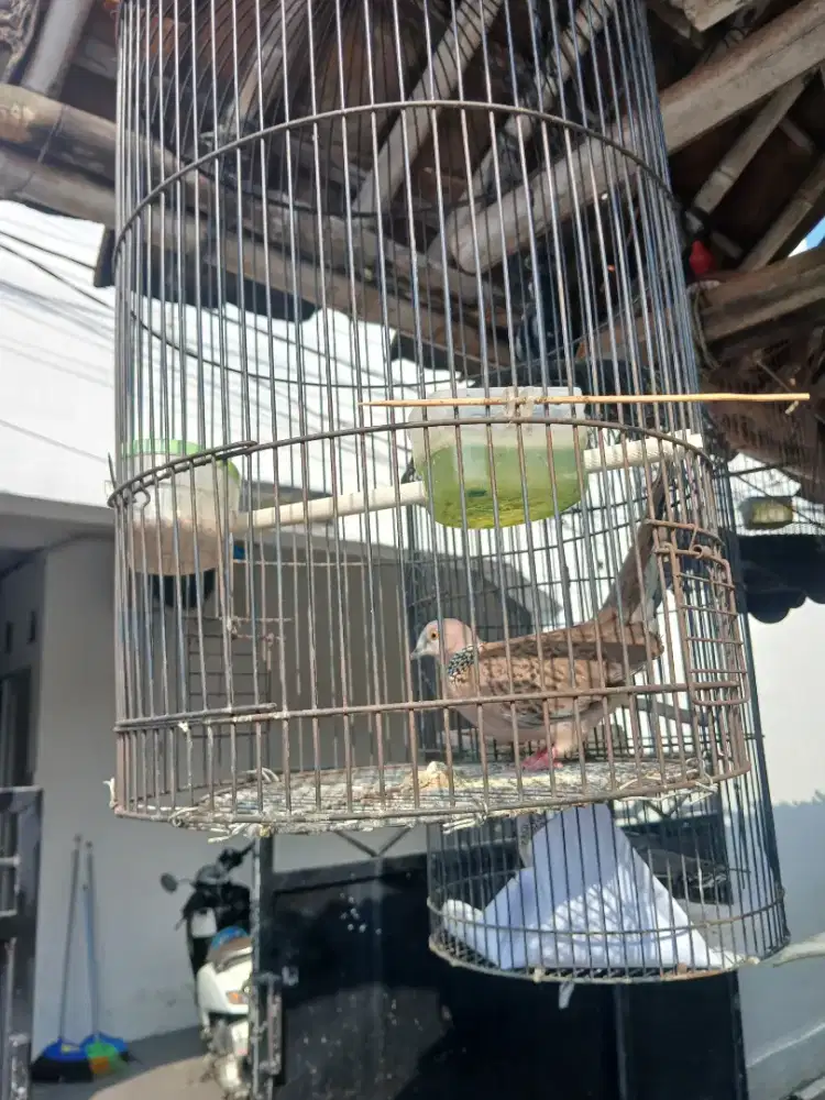 Jual burung tekukur kuk1 ud bunyi fullset