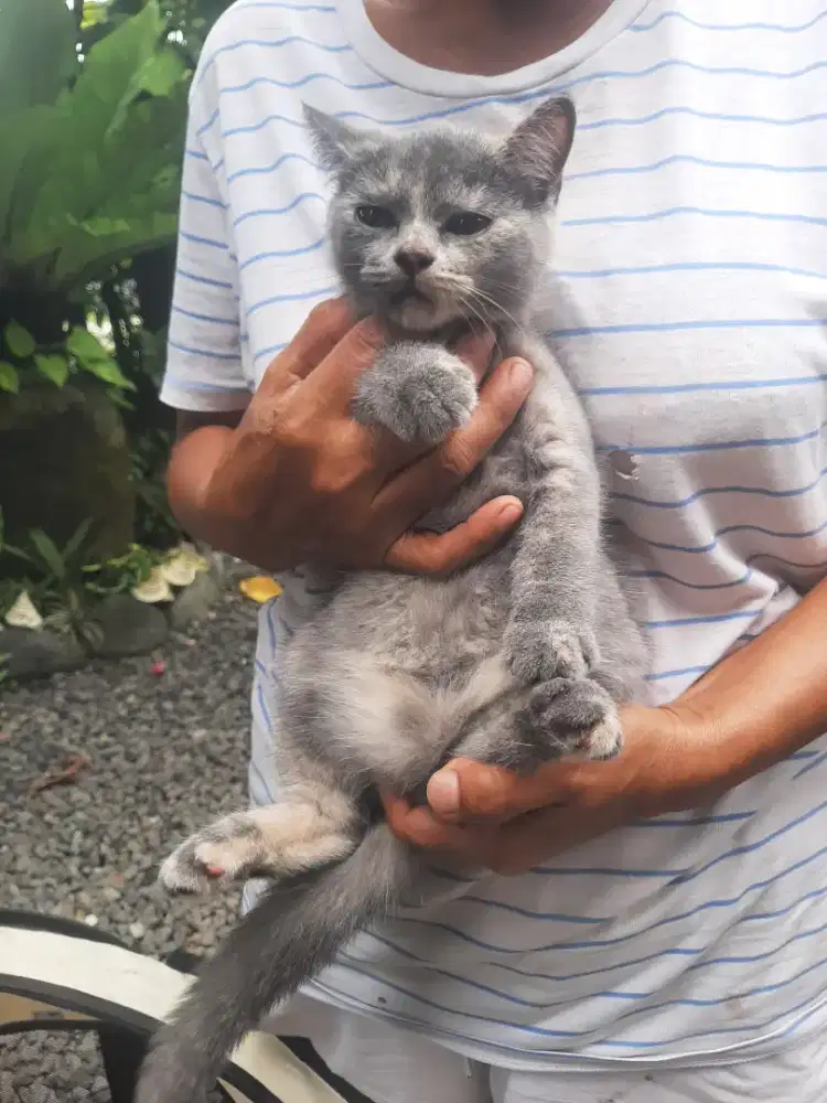 Kucing British Short Hair BSH