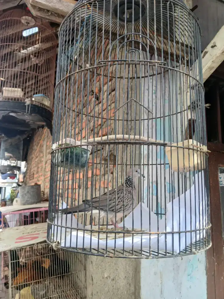 Jual burung tekukur kuk1 ud bunyi fullset