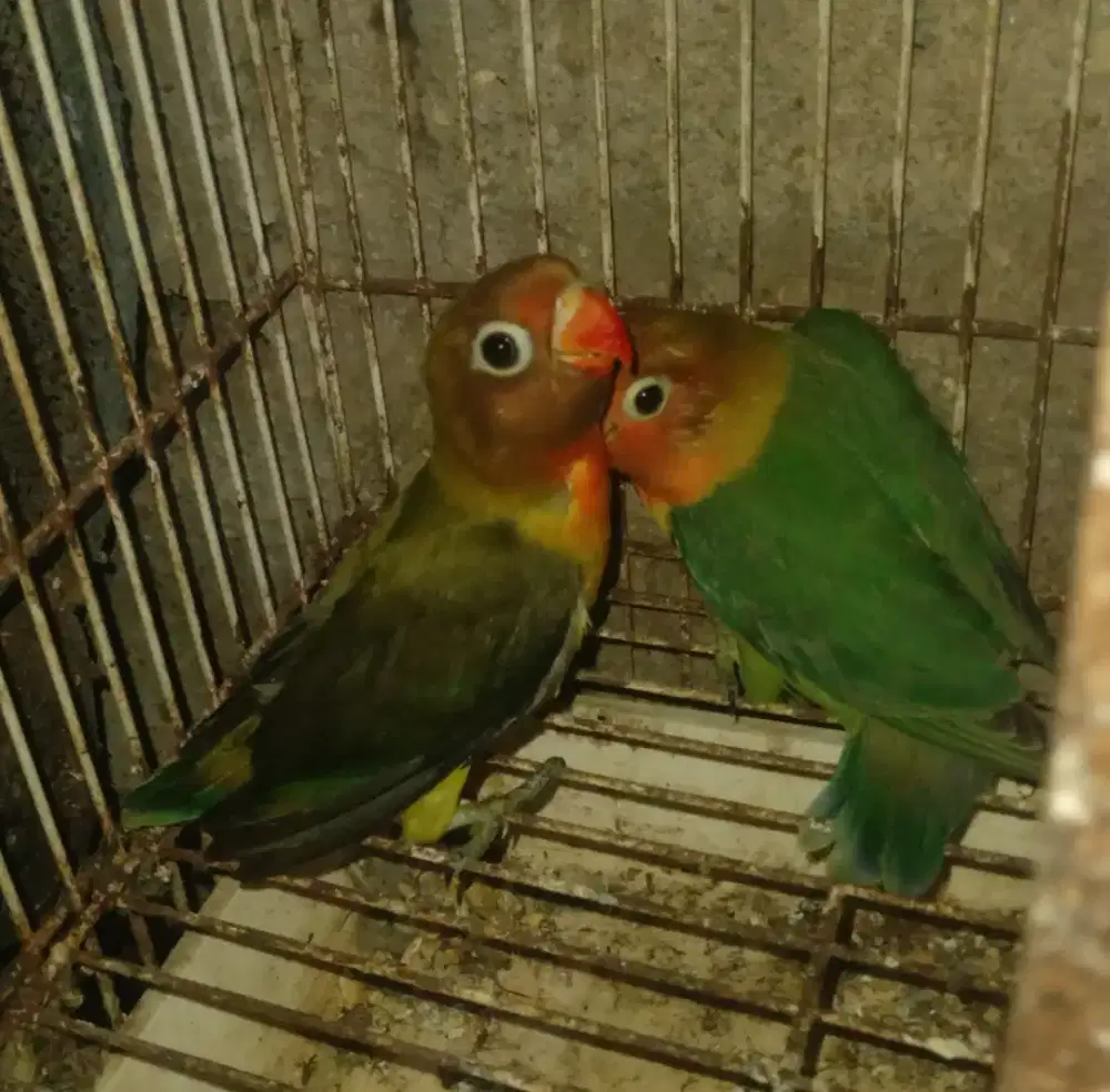 LOVEBIRD LOLOHAN 30 HARI