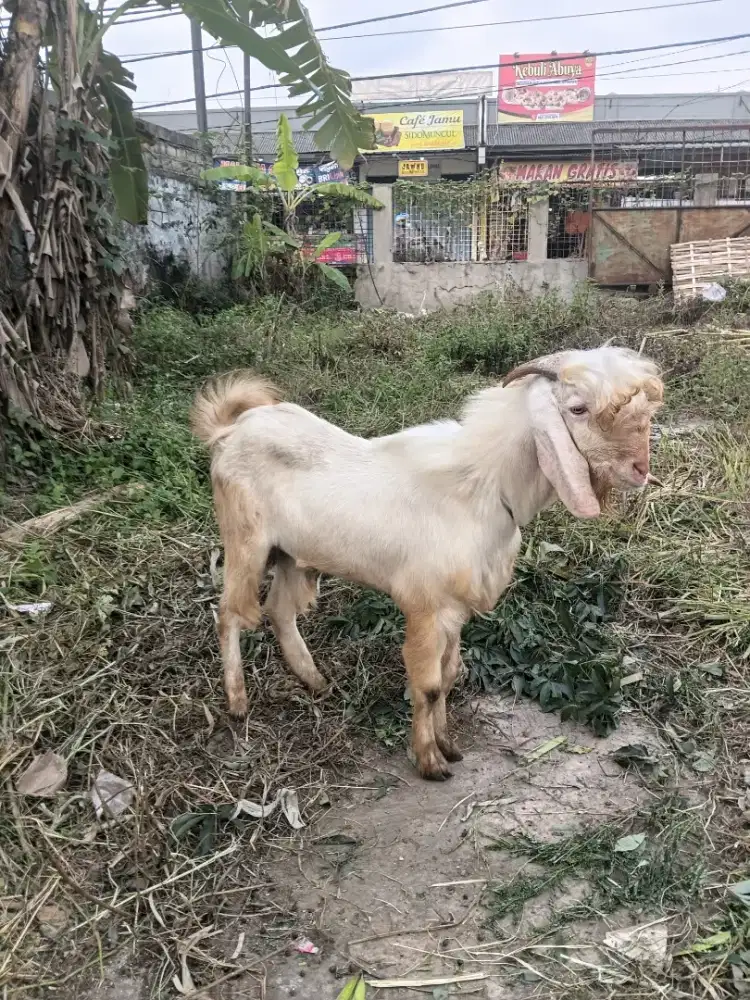 Jual kambing qurban 2026
