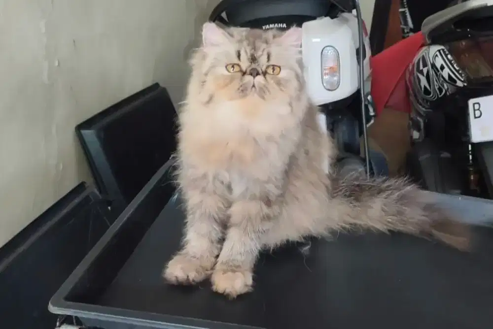 Kucing persia peaknose betina
