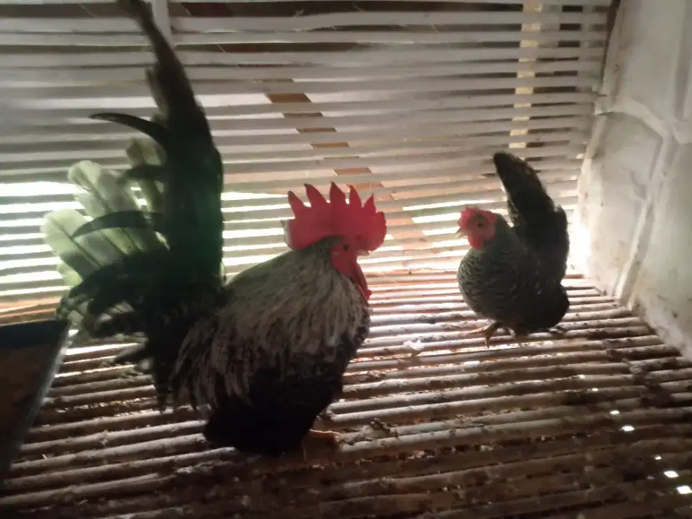 BORONGAN AYAM HIAS MURAH