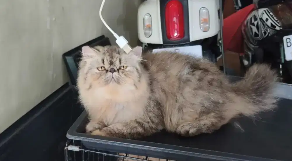 Kucing persia peaknose betina