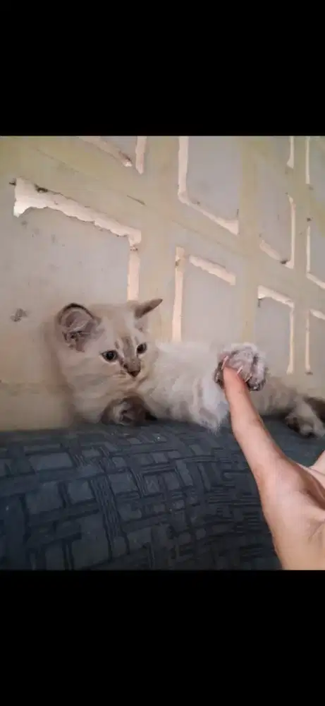 KUCING HIMALAYA LYNX