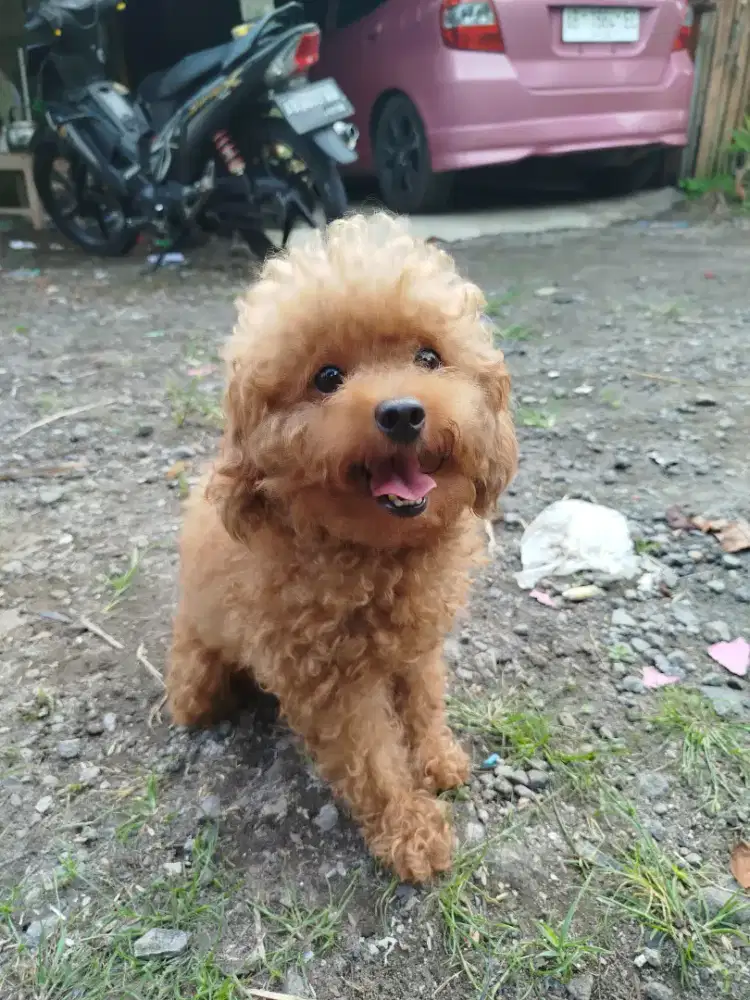 Poodle betina stb