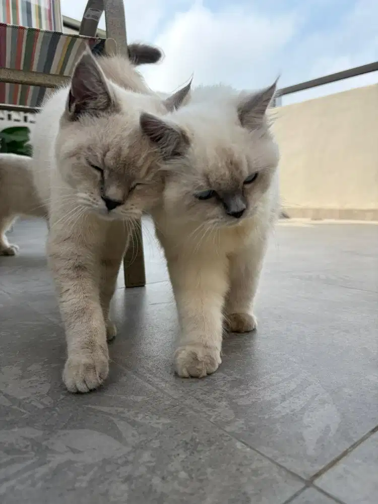 BSH putih keabuan