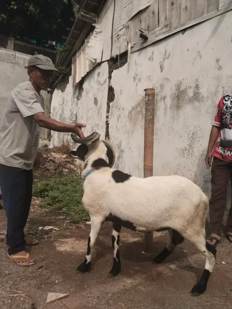 Domba garut qur'ban