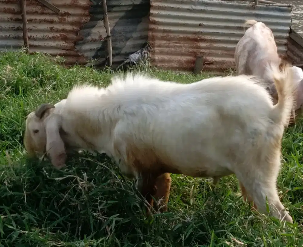 Kambing Jantan Kurban