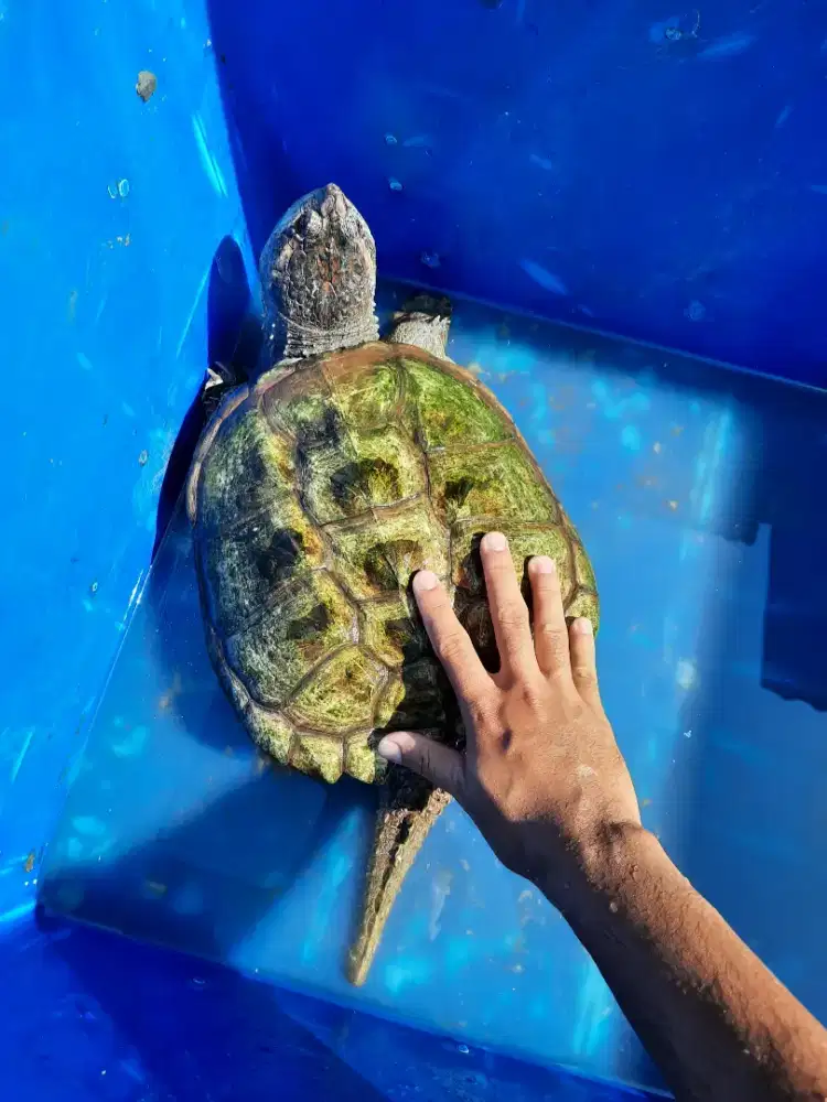 Kura CST (Common snapping turtle)