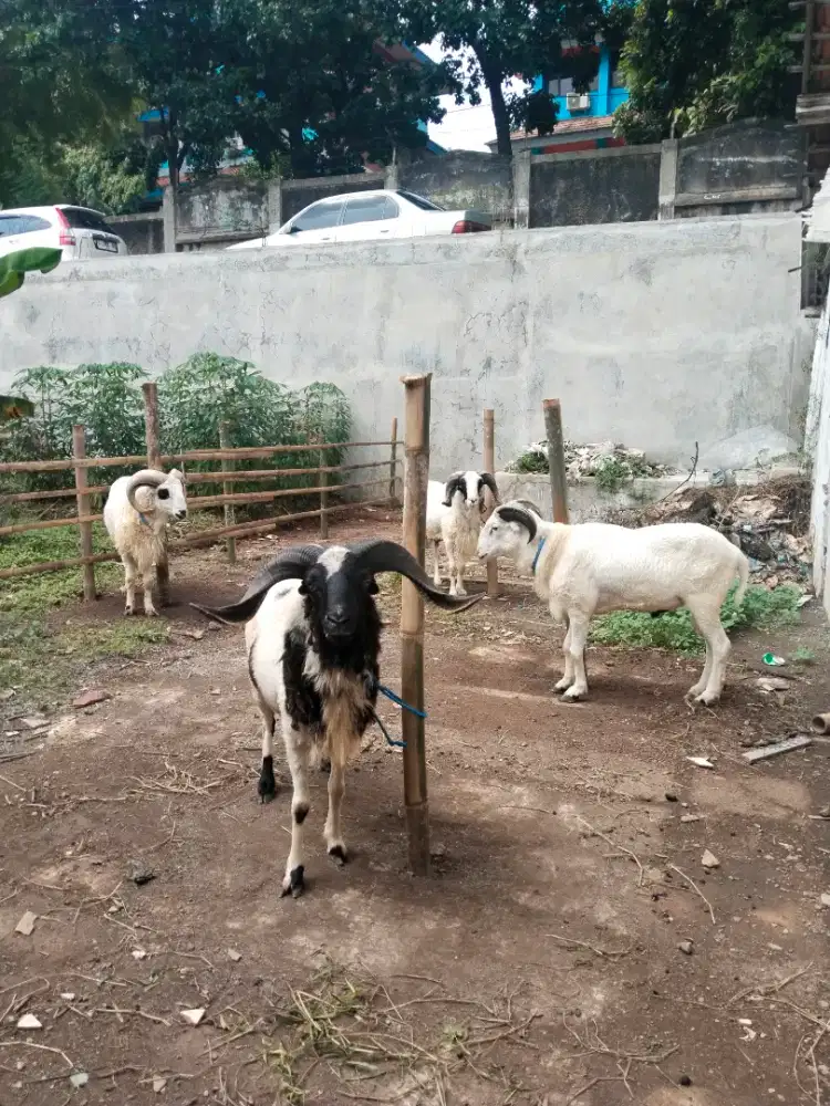 Kambing dan domba