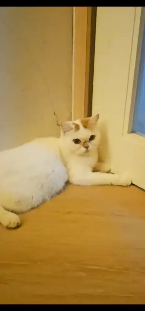 BSH PESEK INDUK BORONGAN WARNA CALICO