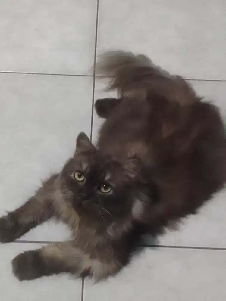 Open adop kucing kesayangan + kandang