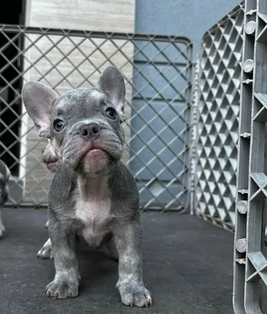 French bulldog jantan warna lilac Tan