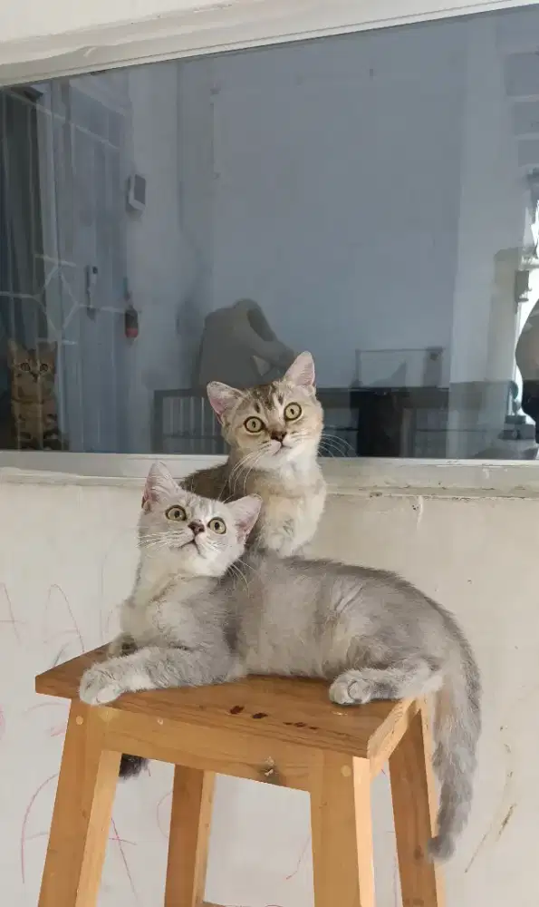 Kitten BSH LUCU
