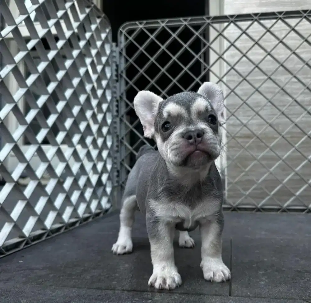 French bulldog betina. Lilac