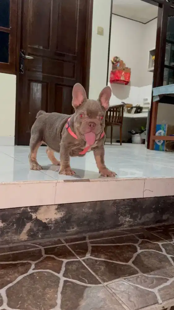 French bulldog jantan Isabella Tan