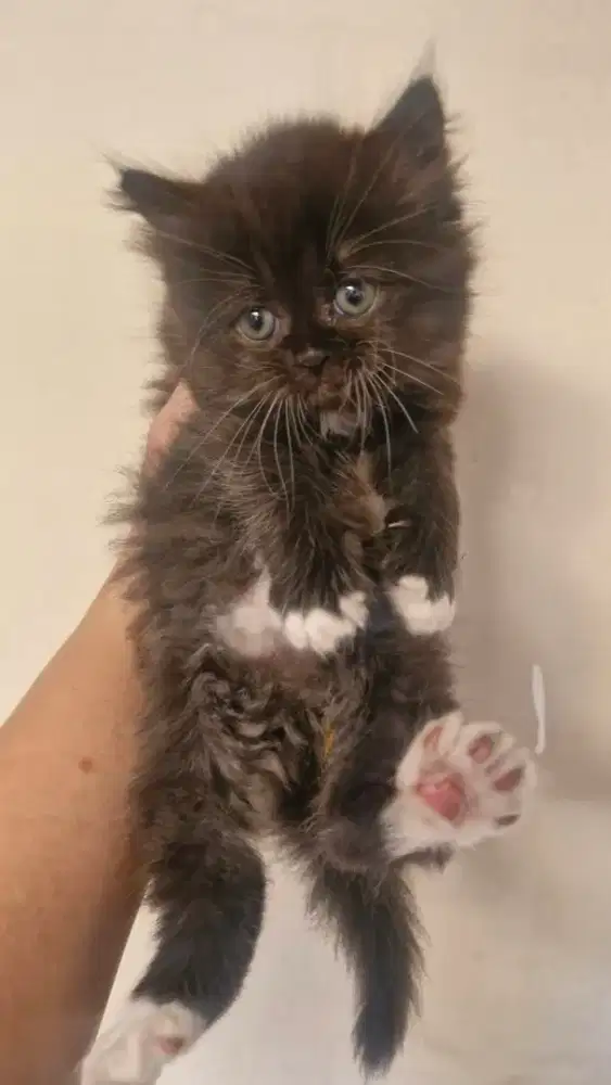 Open Adopt Kitten / anak kucing 500 ribu