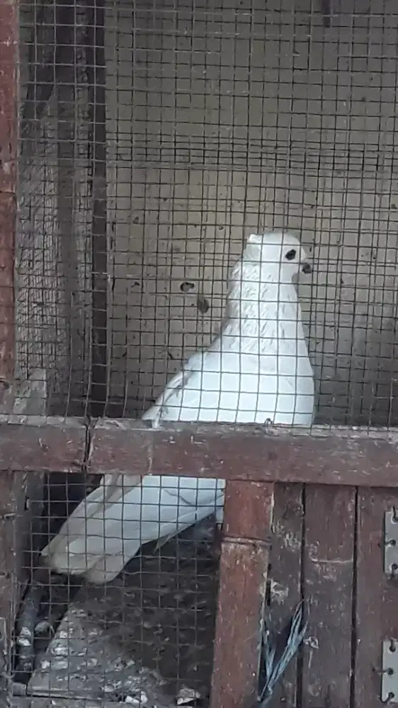 Jual Burung Merpati Hias