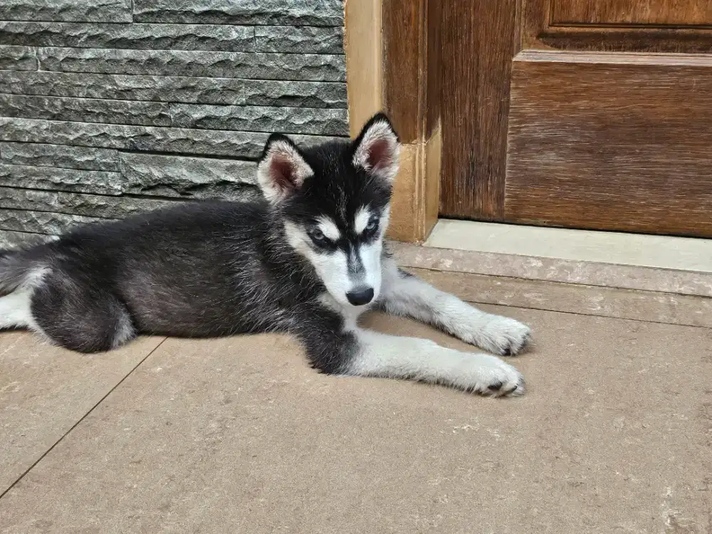 Anakan husky no mix