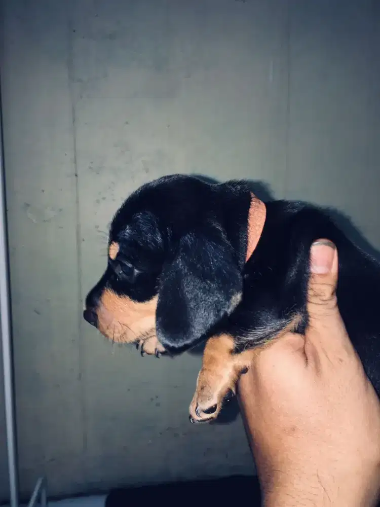 TEKEL JANTAN A15 Nego