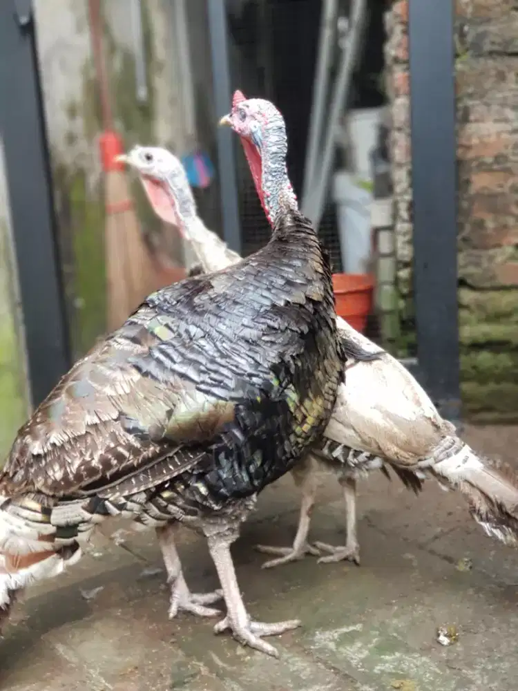 Sepaket Ayam Kalkun