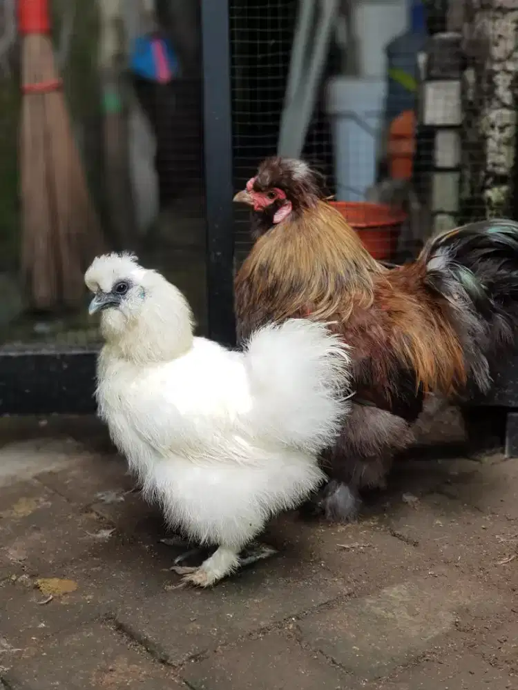 Ayam silky sepasang