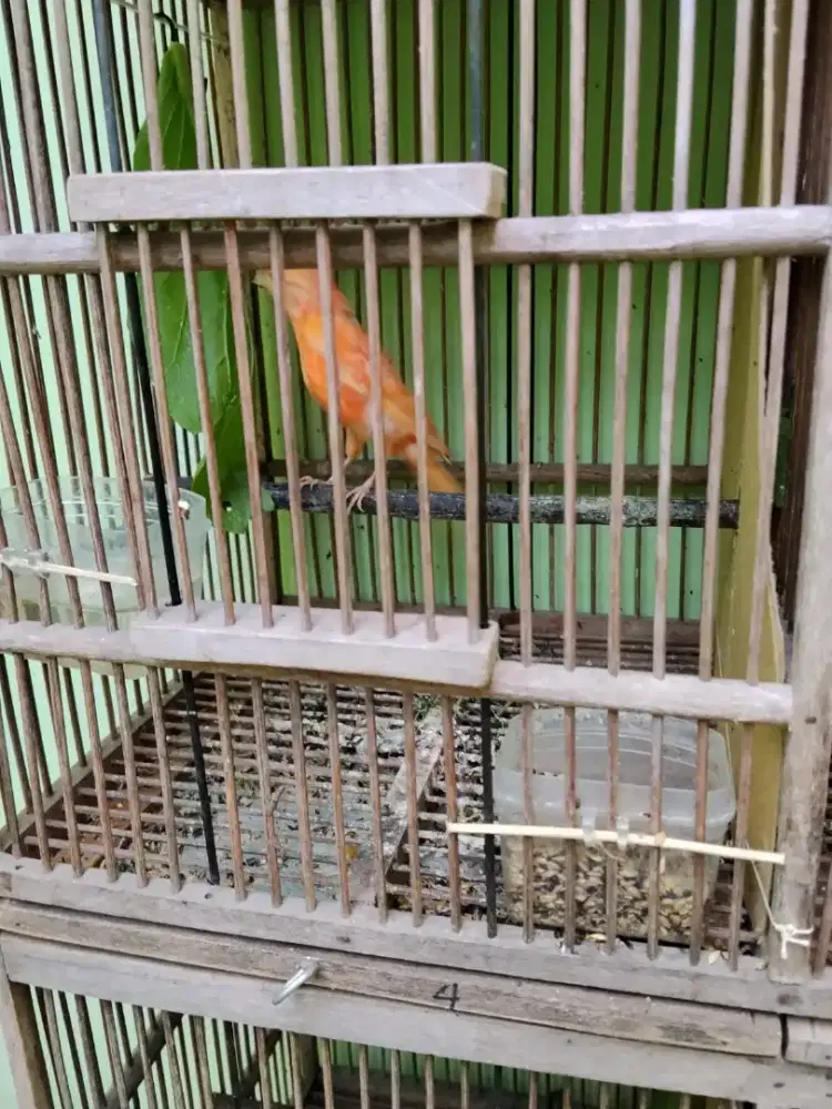 Kenari merlok ( merah lokal ) anakan usia 1-3 bulan