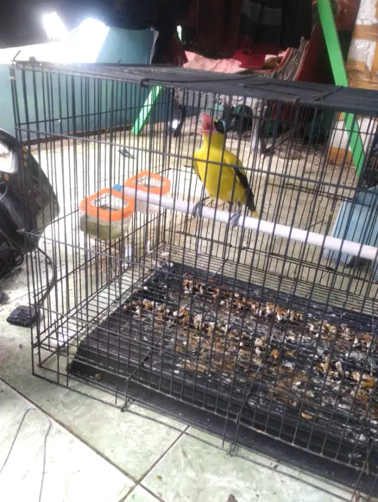 Burung kepodang Big