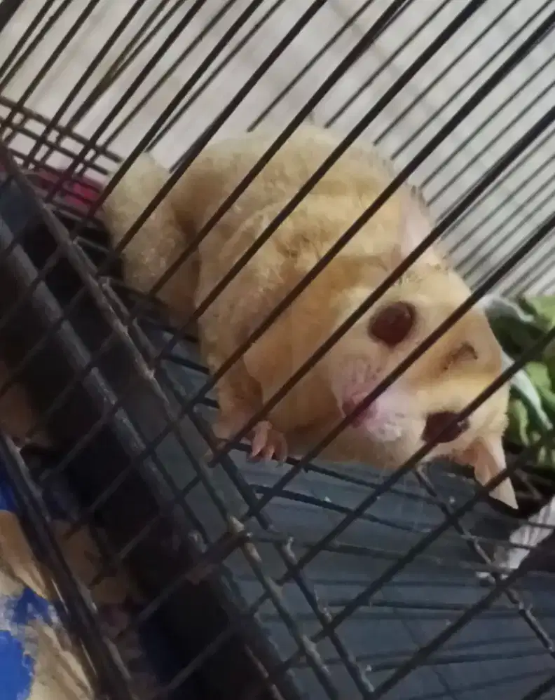 SUGAR GLIDER ALBINO