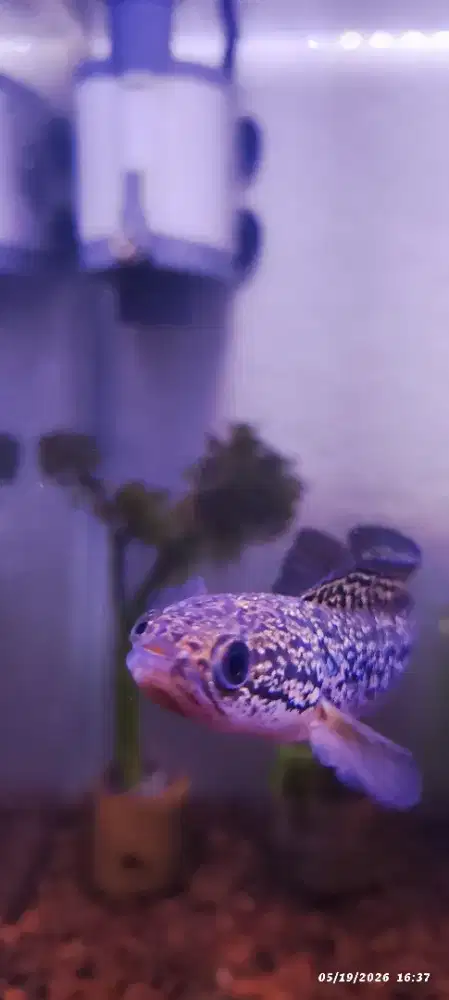 Dijual Ikan Chana Asiatica ukuran  11-12cm