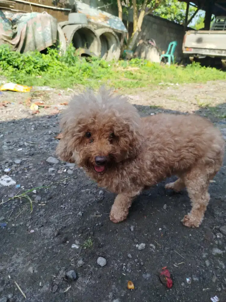 Poodle betina stb
