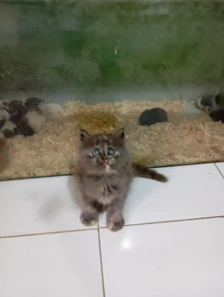 Kucing Persia longhair