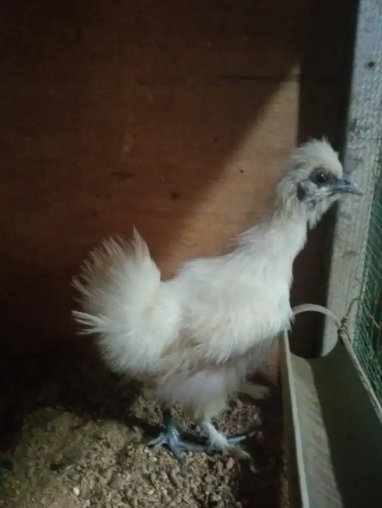 Ayam kapas warna putih