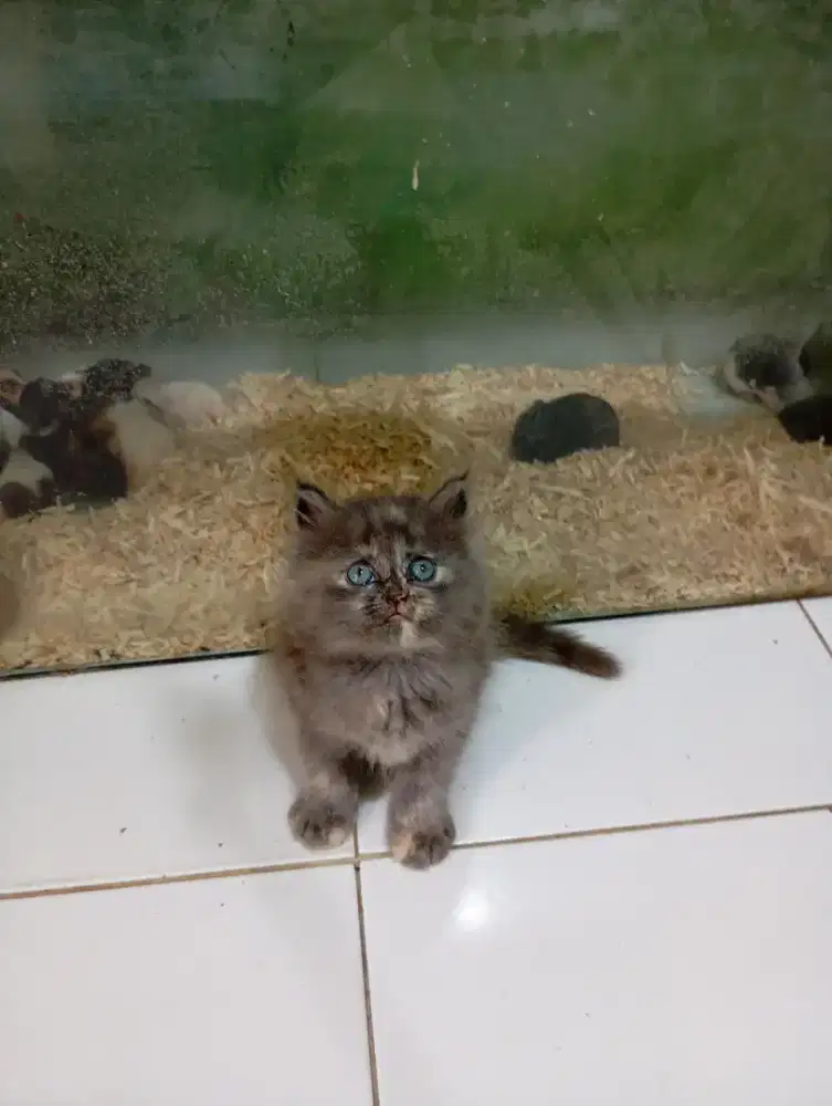 Kucing persia Himalaya