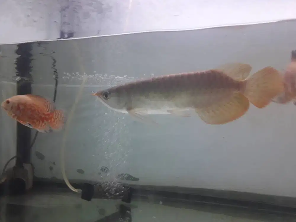 Arwana Super Red 25cm Up
