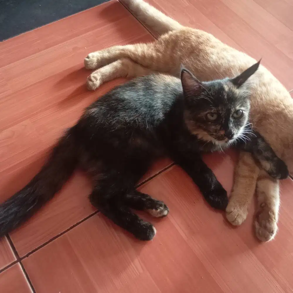 Adopsi kucing hitam, bulu tebal, umur 4 bulan
